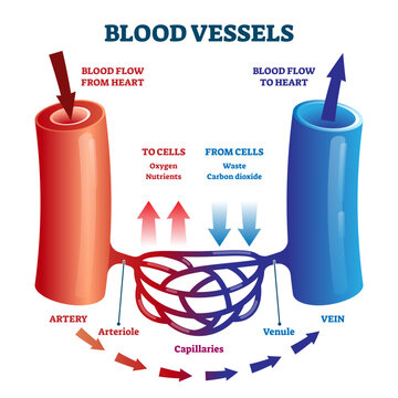 Blood vessels direction scheme with oxygen and nutrients flow from heart and waste flow to cells illustration, transparent background. Educational diagram with artery, arteriole, capillaries.