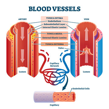 Blood vessels with artery and vein internal structure comparison illustration, transparent background. Educational lumen direction description scheme. Labeled tunica intima, media and externa graphic.