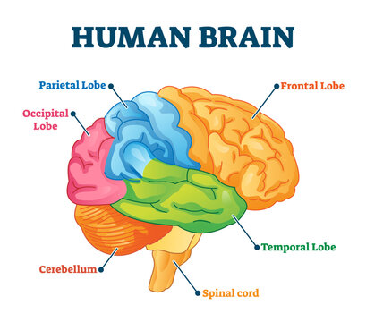 Human brain illustration, transparent background. Labeled anatomical educational head organ parts scheme separated by colors. Diagram with parietal, frontal, occipital and temporal lobe.