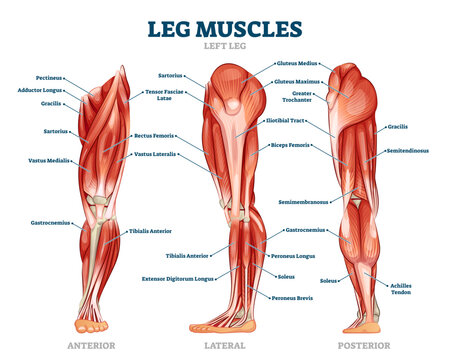 Glute and leg muscles new arrivals