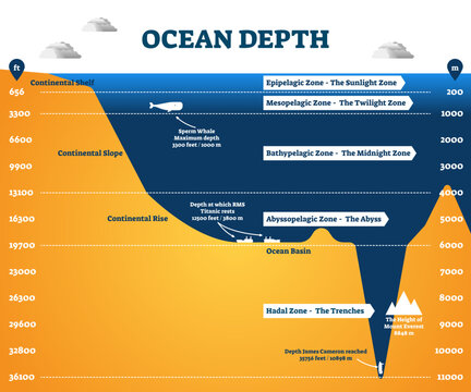 Ocean depth zones infographic, illustration labeled diagram, transparent background. Oceanography science educational graphic information.