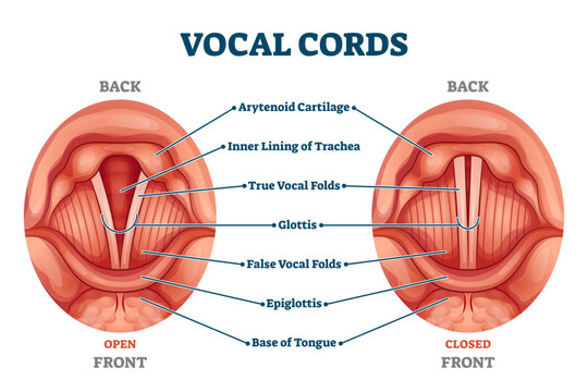 Vocal cords labeled anatomical and medical structure and location scheme, transparent background. Organ back or front view with closed and open positions comparison diagram illustration.