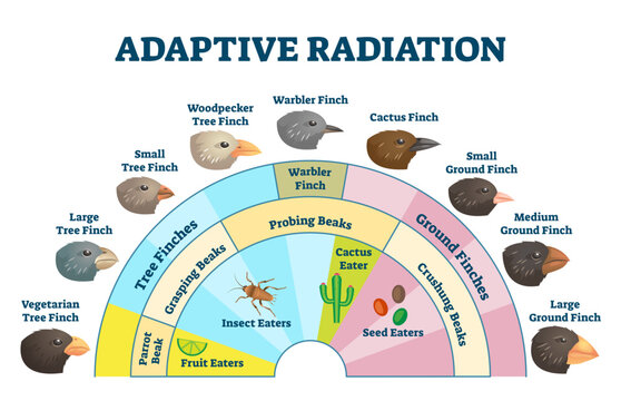 Adaptive radiation illustration, transparent background. Labeled birds diet evolution diagram. Darwin's finch scheme explanation with wildlife food sources and beak styles.