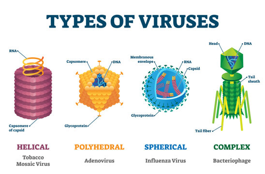 Types of viruses illustration labeled drawings, transparent background. Helical, polyhedral, spherical and complex structure models. Biology science research.