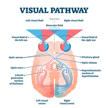 Visual pathway medical illustration diagram, transparent background. Eye and brain anatomical system with optic nerves and visual cortex. Educational human vision explanation scheme.