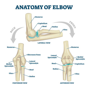 Anatomy of elbow with lateral, posterior or anterior view illustration, transparent background. Educational labeled scheme with skeleton bone structure description. Healthy body parts example.