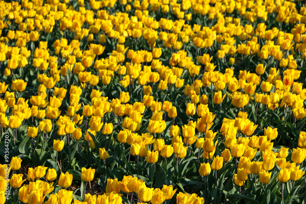 Canvas Prints field of tulips and hyacinths