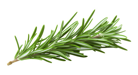 Fototapeta premium Rosemary Isolated on Transparent Background 