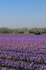 field of tulips and hyacinths