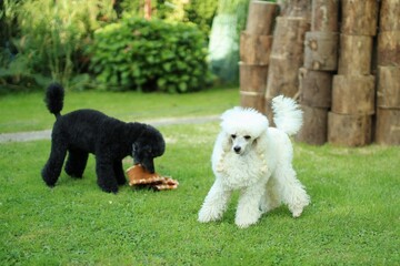 Black and white poodle are playing with toy in the garden