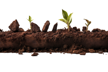 New Beginnings in Nature's Embrace Amidst Freshly Turned Earth and Vibrant Sprouts on Transparent PNG Background.