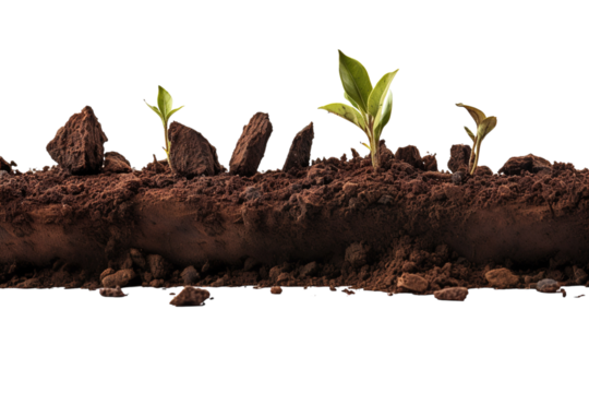 New Beginnings in Nature's Embrace Amidst Freshly Turned Earth and Vibrant Sprouts on Transparent PNG Background.