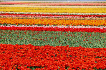 field of tulips and hyacinths