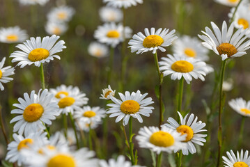 Białe kwiaty na łace.  © Elżbieta Kaps