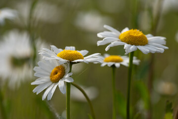 Białe kwiaty na łace.  © Elżbieta Kaps