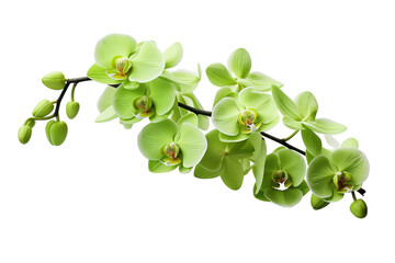 Obraz premium Delicate Green Orchids Blooming Gracefully Under Natural Light in a Peaceful Garden Setting on Transparent PNG Background.