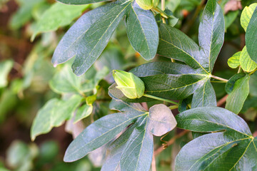Green wild passion flower bud among leaves in a abandoned garden