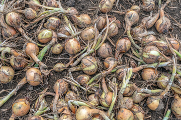 Close-up of drying onions in a Dutch field. After drying, the onions are picked up by machine and transported for further processing. It is summer now.