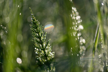 Skrzyp polny w rosie na łące, tapeta  © Elżbieta Kaps