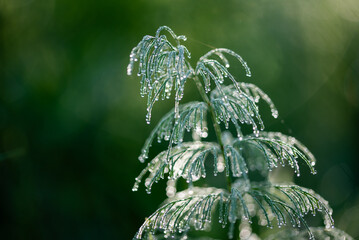 Skrzyp polny w rosie na łące, tapeta 