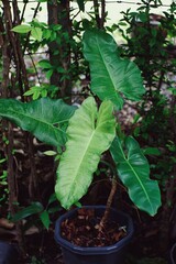 Close-up of a plant from Philodendron family 