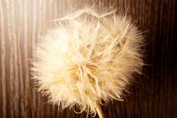 Old dry dandelion in sunlight on brown wooden background. Concept of life and old age