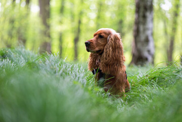 Pies cocker spaniel portret w lesie.