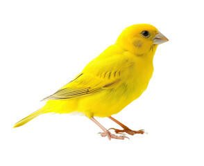 A beautiful yellow canary bird with a bright yellow body, a small beak, and perching on a white surface. It has a soft, fluffy appearance with bright yellow feathers.
