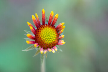 Close-up look of blooming garden flower, beautiful orange flowers