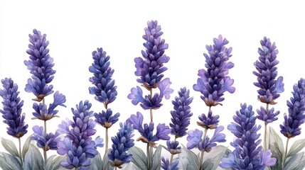 Obraz premium Collection vector of Hand-drawn vintage lavender in intricate line art style, bold color, white background, full frame