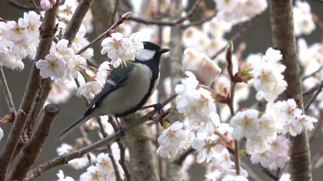 満開の早咲きの桜、サクランボの木の上で牛脂を食べて飛び立つシジュウカラのクローズアップ 4K
