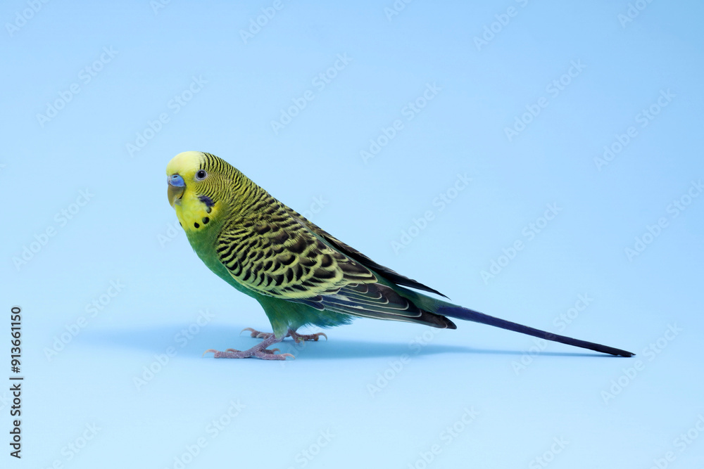 Poster Beautiful bright parrot on light blue background. Exotic pet