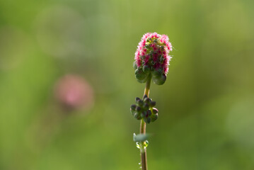 Piękne kwiaty na łące.