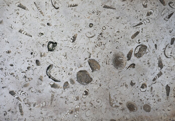 portland roach stone with fossil