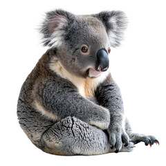 Obraz premium Cute koala isolated on a transparent background for web, banner, wallpaper