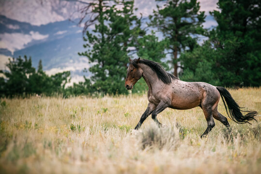 Wild mustang horse running in a field