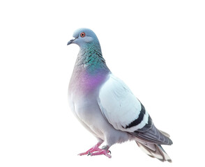 A close-up of a single pigeon with a white background, the pigeon is looking to the left side of the image, with a light blue and white color.