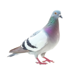A close-up photograph of a pigeon standing on a white background. The bird's feathers are a mix of gray, white, and black.