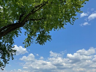 Tree green foliage against sky clouds
