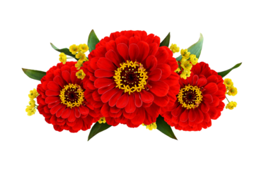 Red zinnia  flowers in a line floral arrangement isolated on white or transparent background