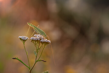 Konik polny na łące.  © Elżbieta Kaps