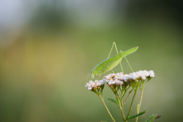 Konik polny na łące.  © Elżbieta Kaps