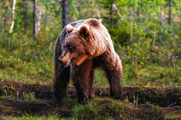 Obraz premium brown bear in the forest