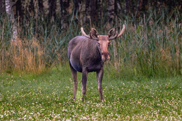 moose in the woods