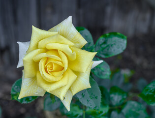 Izolowany kwiat żółta róża herbaciana z bliska, krople wody © Paweł Kacperek