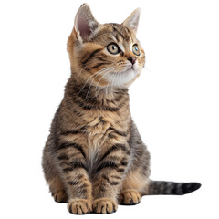 Obraz premium Cat looking up isolated on a transparent background for web, banner, wallpaper