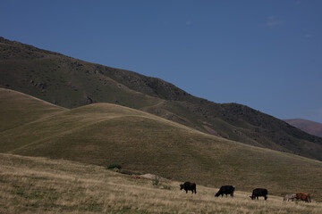 Obraz premium cows in the mountains