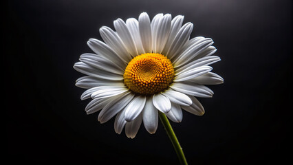 Delicate white daisy with yellow center and soft petals stands out against a dramatic dark black background, conveying innocence and serenity in nature.