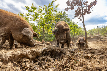 Mangalitsa pigs eating