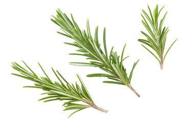 rosemary leaves isolated on white background. clipping path